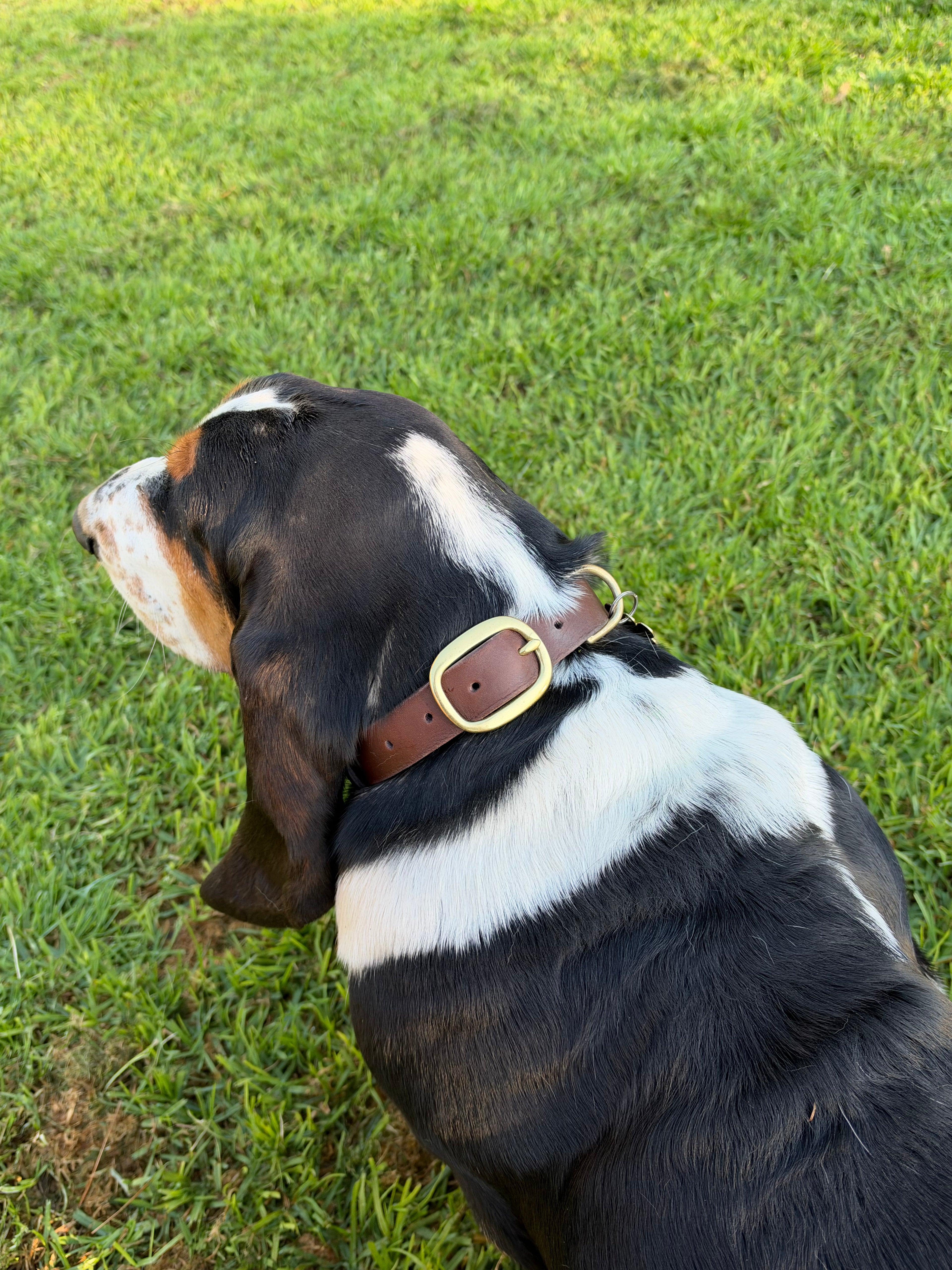 Signature Dog Collar in Brown
