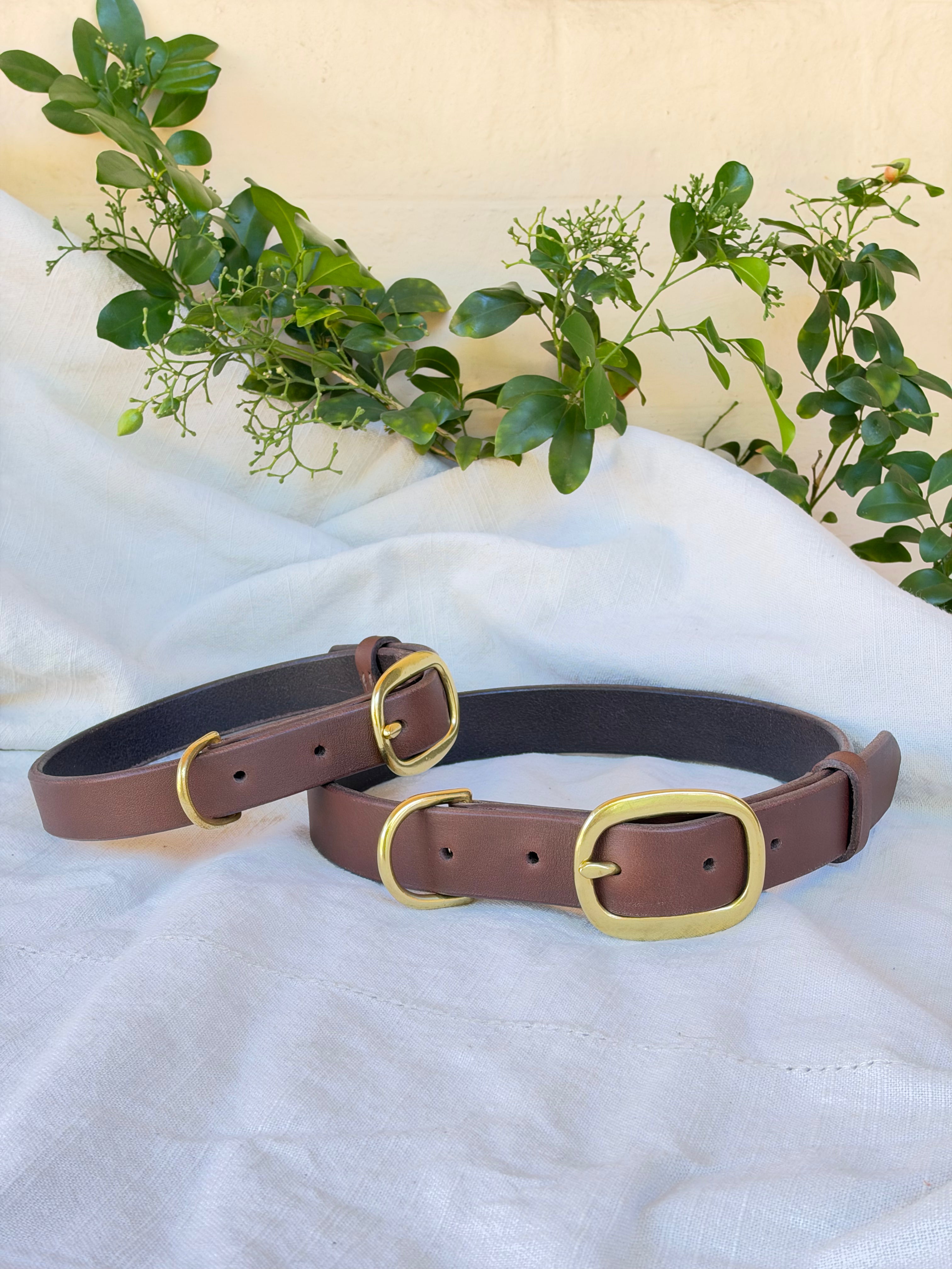 Signature Dog Collar in Brown